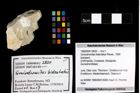 Foto (Objekt + Etiketten) von Goniodromites bidentatus (Reuss, 1859) 